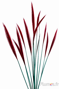Fagiano dorato coda - 15-20 cm - giada-carminio